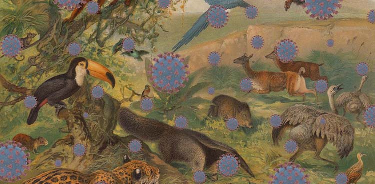 Animals are equally suffering from this global pandemic