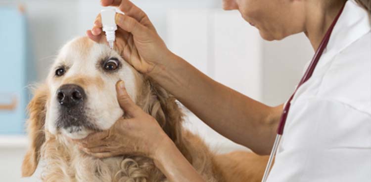 Animals are equally suffering from this global pandemic