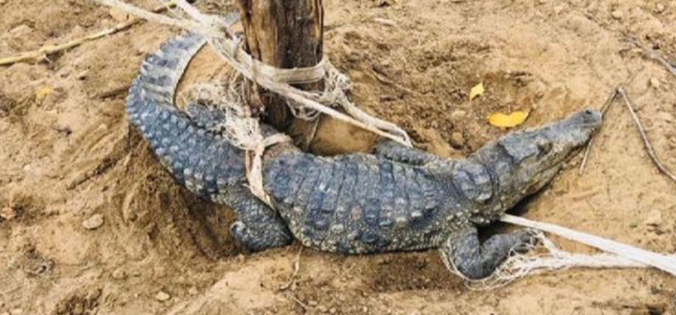 Fugitive reptile caught from Sukkur town