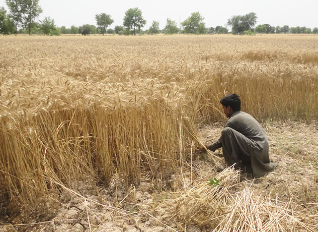 Wheat growers dissatisfied with government’s procurement drive