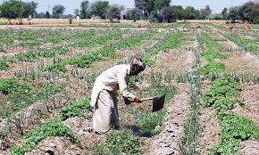 ECC approves Rs50b package for agriculture sector