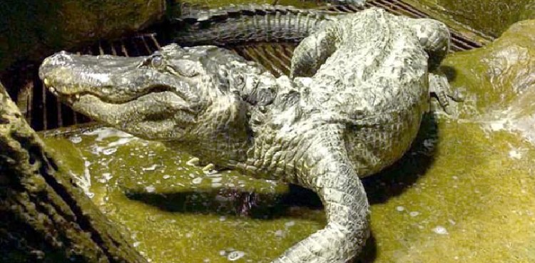 ‘Hitler’s alligator’ dies at Moscow zoo aged 84