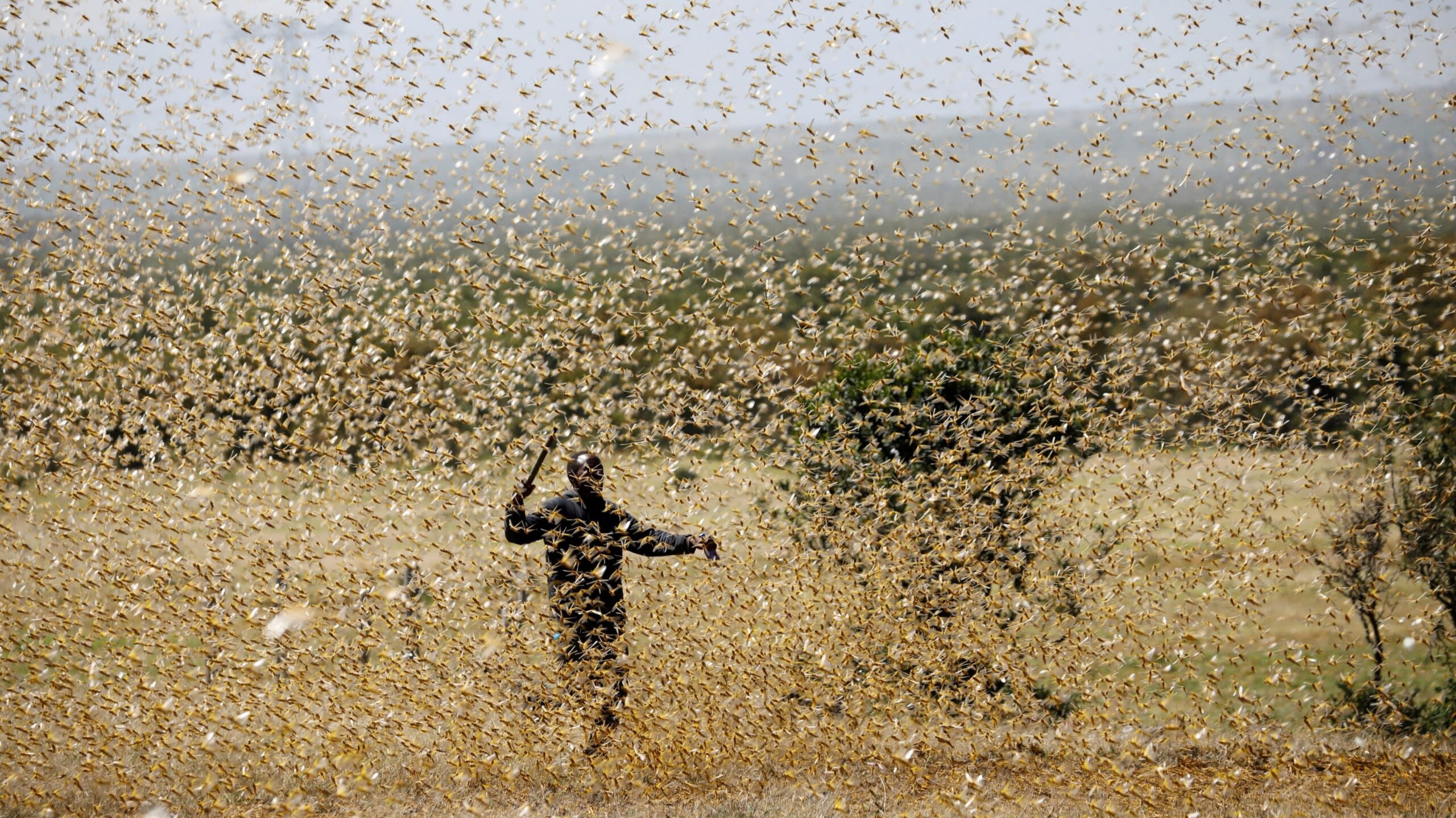 Severe locust invasion anticipated in Sindh