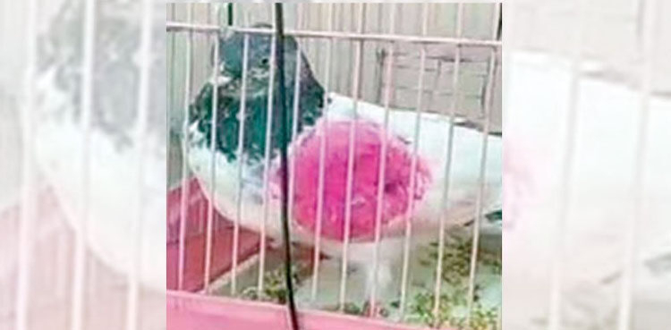 Pakistani spy pigeon
