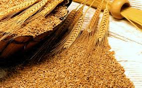 32.5 lac metric tonnes wheat procured by Punjab