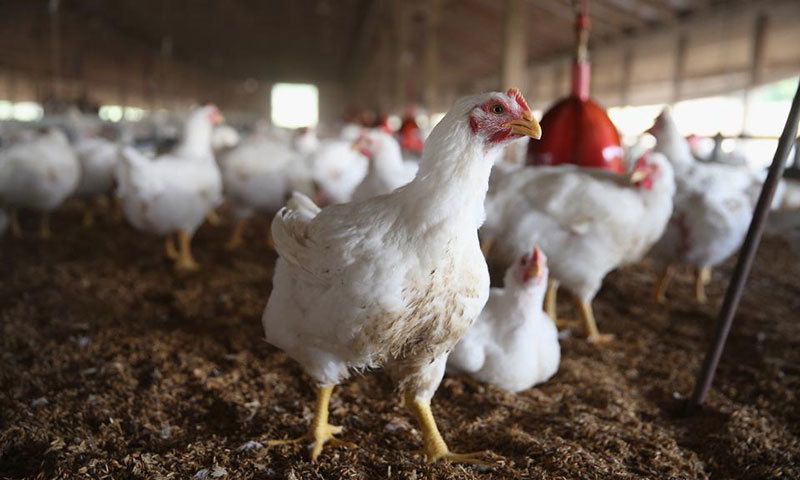 Suspicion of COVID in poultry declared false