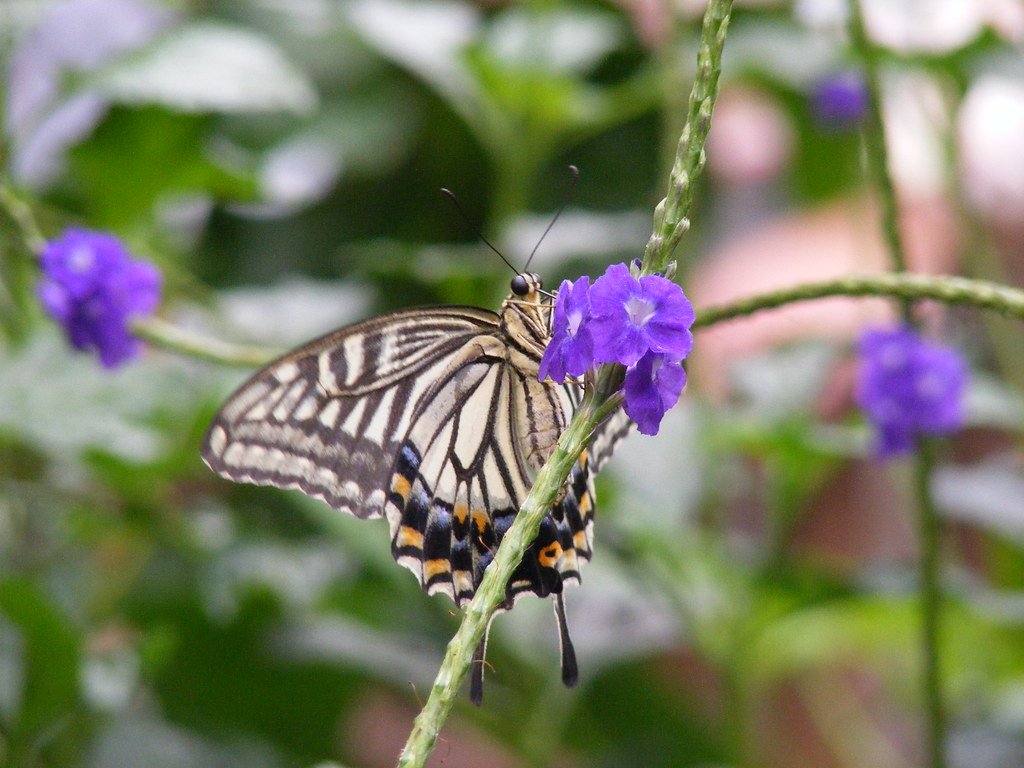 Butterfly sanctuary: warming Lahore’s heart