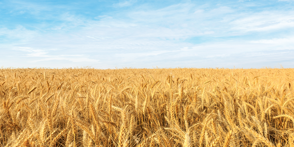 Wheat transport allowed; duties waived off