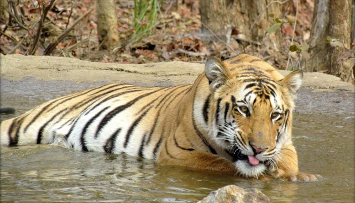 India sentences tiger to lifetime in captivity