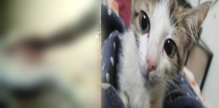 Animal ‘rape’ incident Animal ‘rape’ incident reported in Lahore