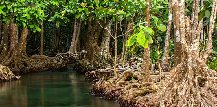 Sindh plants two billion Mangroves trees in coastal areas