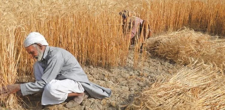 Sindh govt starts releasing wheat quota for flour mills