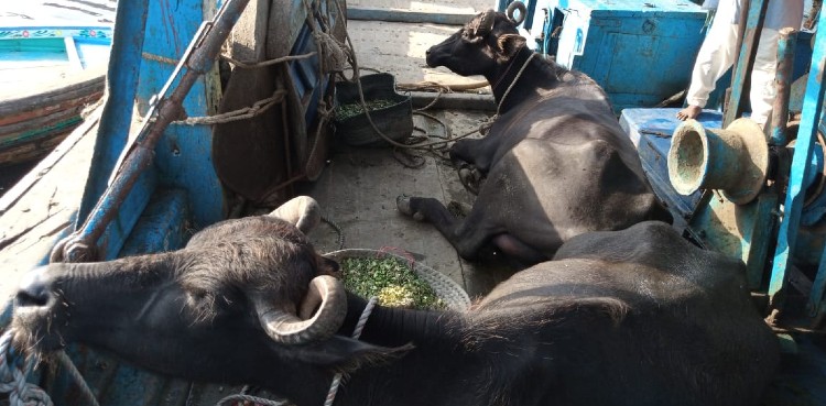 Karachi: Fisherman found Buffaloes in the open sea
