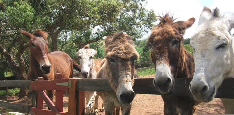 COVID-19: ‘Donkey Therapy’