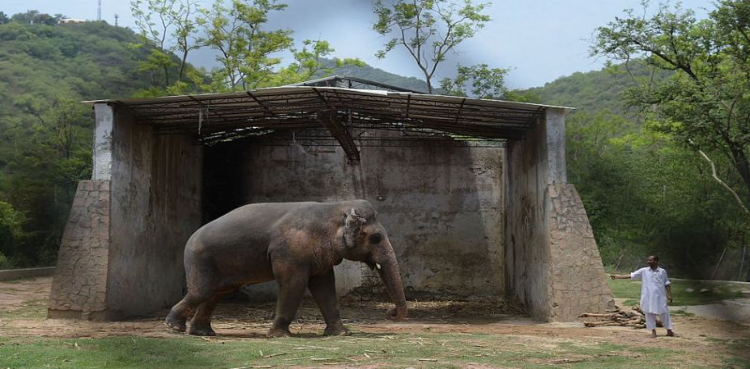 Kaavan world’s loneliest elephant
