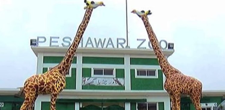 African giraffe worth Rs10m dies at Peshawar Zoo