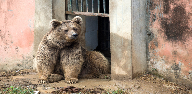 Islamabad zoo bears Jordan