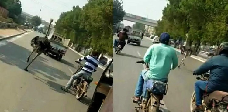 Runaway ostrich disrupts traffic in Karachi