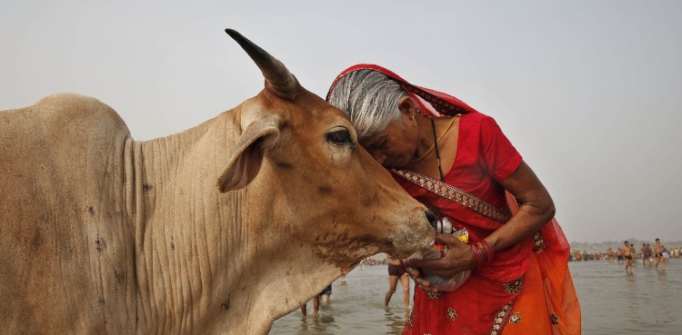 Indian govt announces free exam on ‘cow science’