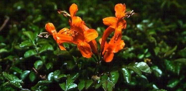 Elusive ‘rohida’ of Sindh, Thar’s Tecomella Undulata tree