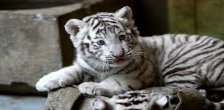 white tiger cubs Lahore Zoo