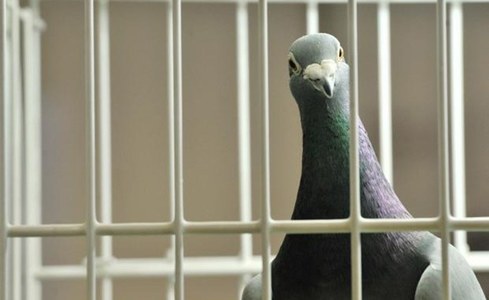 Indian Army’s ridiculous claim to have caught a Pakistani spy pigeon