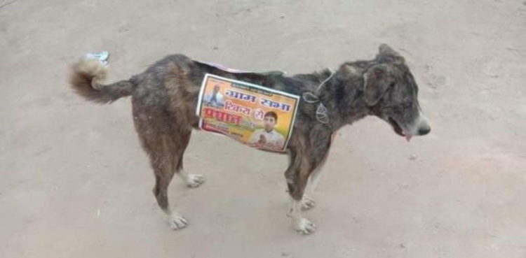 Indian politicians using street dogs for election campaign in UP