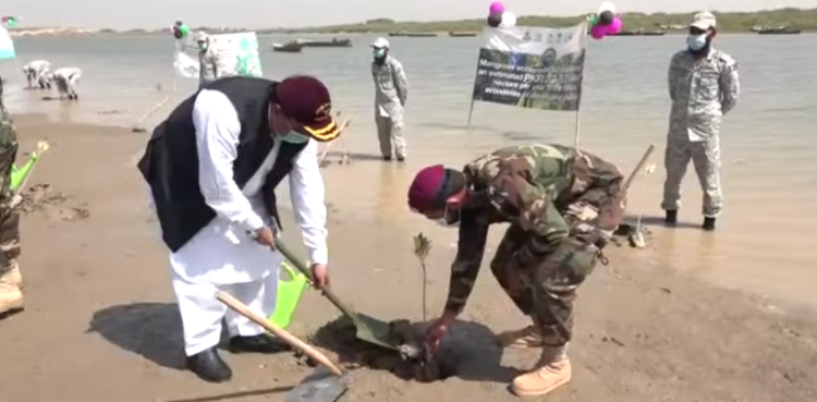 Pakistan Navy launches ‘Mangroves Plantation Campaign 2021’