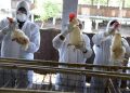 Europe facing “most devastating” ever outbreak of bird flu