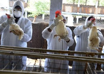 Europe facing  “most devastating” ever outbreak of bird flu