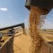 Pakistan imports 450000 metric tons wheat from Russia