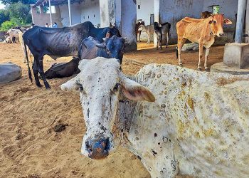 Sindh Livestock Department develops vaccine for lumpy skin disease