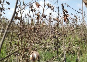 Cotton Farmers in India and Pakistan Bear the Brunt of Extreme Heat, Unpredictable Rainfall