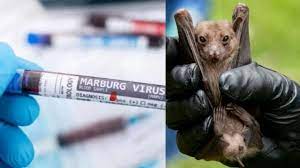 Seven die as Marburg virus outbreaks in Equatorial Guinea