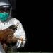 China records world’s first human death from H3N8 bird flu