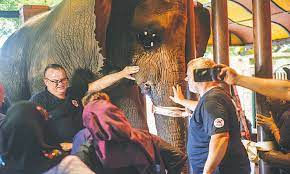 Arrangements underway to shift Madhubala from Zoo