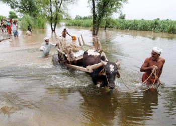 Flood in Chenab, Sutlej damage crops, enter households