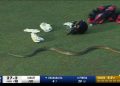 Snake Spotted During LPL Match