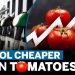 In India tomatoes cheaper then petrol