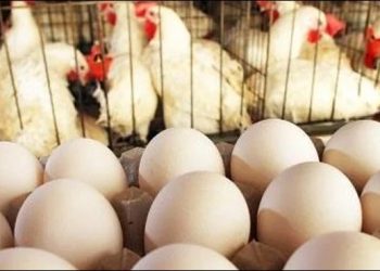 Chicken meat, egg prices reach record high