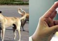 Sindh’s university develops dog bite vaccine ‘Dow Rab’