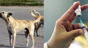 Sindh’s university develops dog bite vaccine ‘Dow Rab’