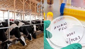 Bird flu dairy cow outbreak widens in US