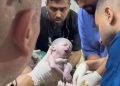Gaza doctors save baby from womb of mother killed in Israeli airstrike