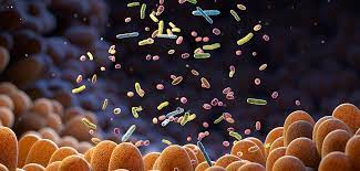 Gut bacteria, viruses likely to increase risk of type 2 diabetes