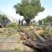 Petition filed in SHC against tree cutting in Karachi