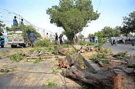 Petition filed in SHC against tree cutting in Karachi