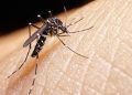 Five more dengue cases reported in Rawalpindi