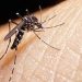 Five more dengue cases reported in Rawalpindi