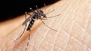 Five more dengue cases reported in Rawalpindi